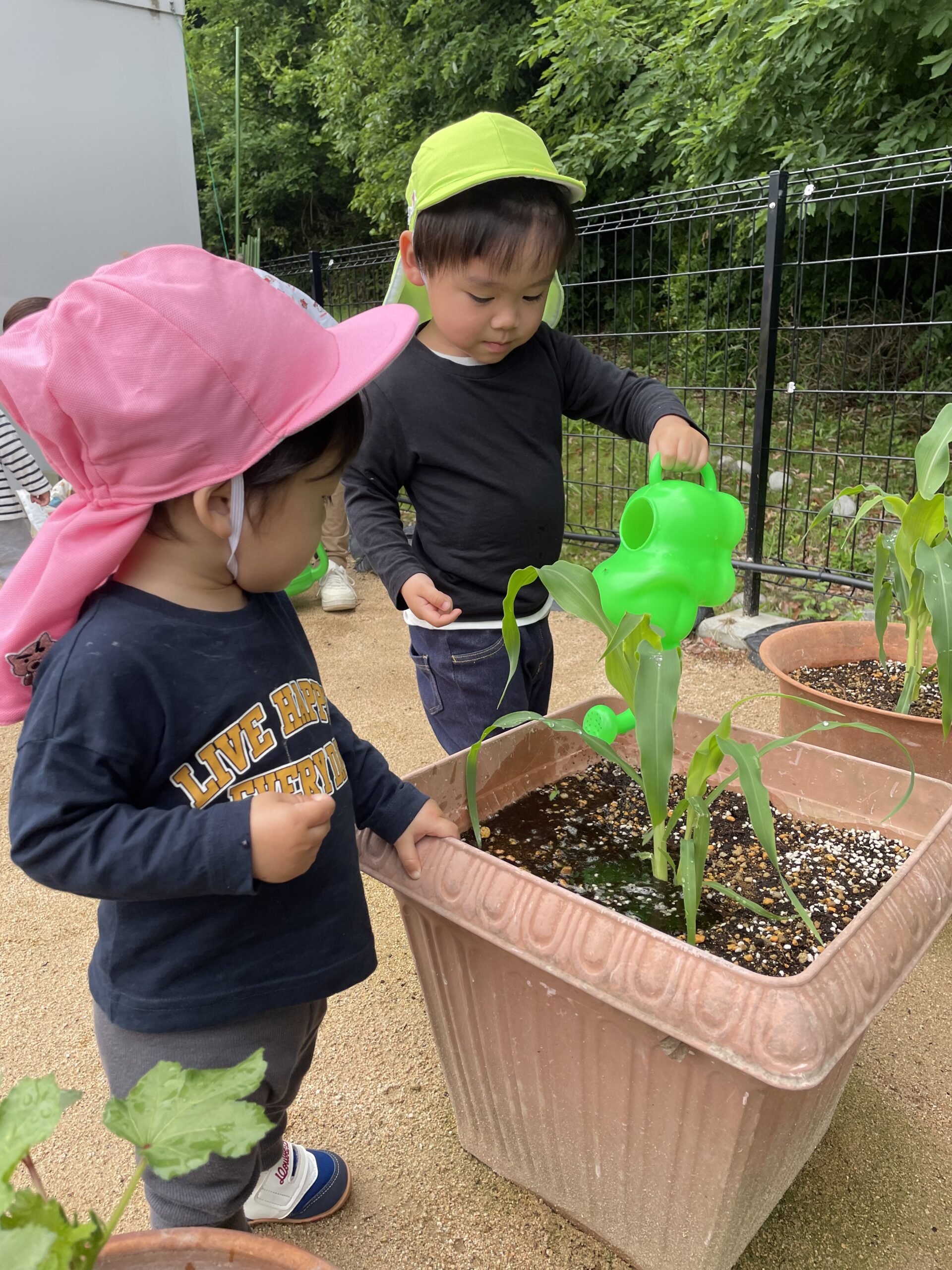 保育園の畑だより🌱